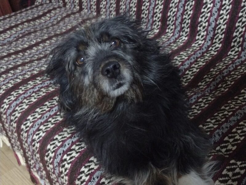 Zaginęła suczka Puśka !