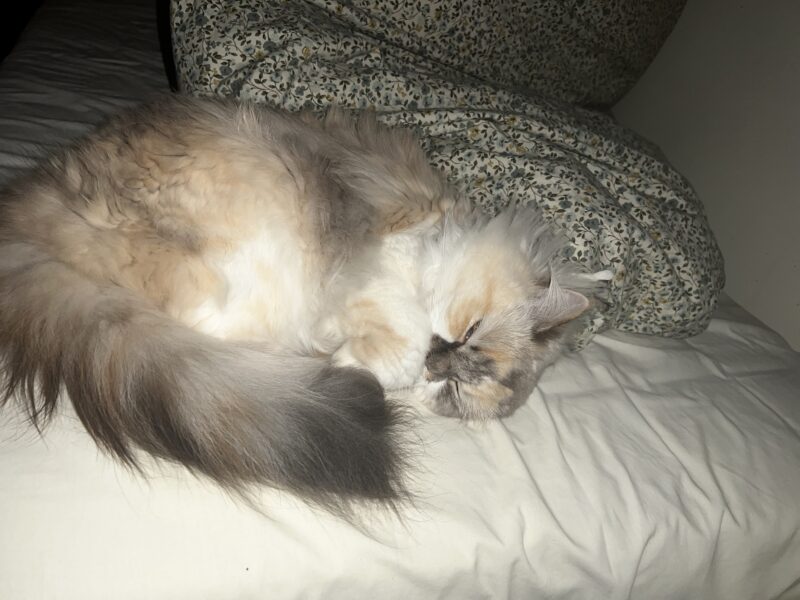 Zaginęła kotka Nala