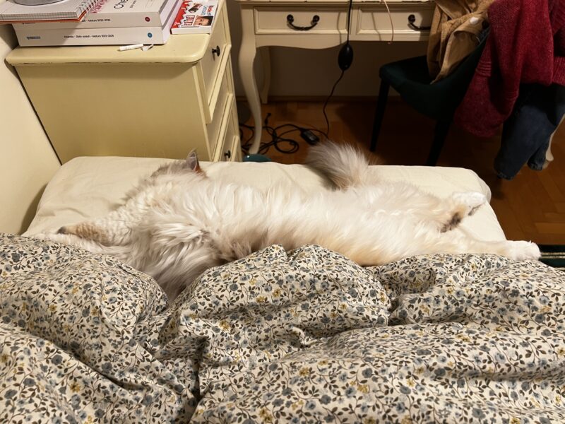 Zaginęła kotka Nala