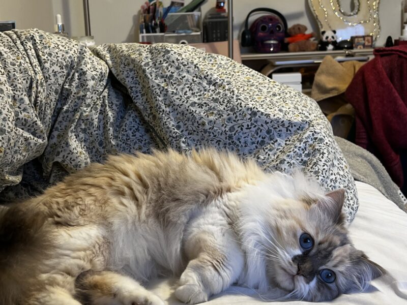 Zaginęła kotka Nala