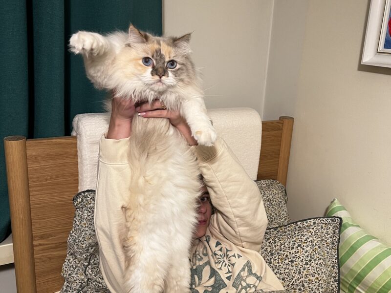 Zaginęła kotka Nala