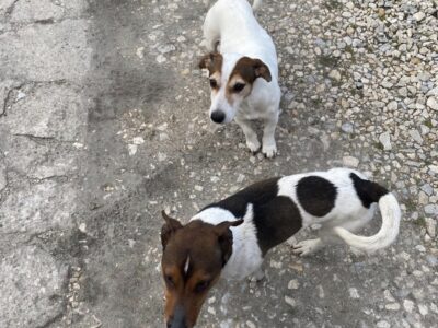 Zaginęły pieski Jack Russell Terrier