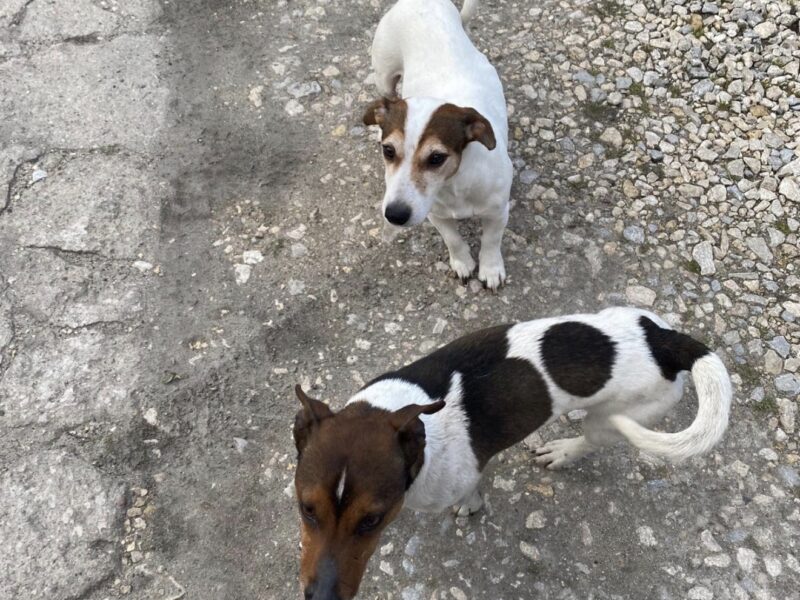 Zaginęły pieski Jack Russell Terrier