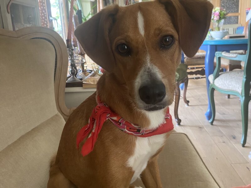 Zaginęła suczka Fela