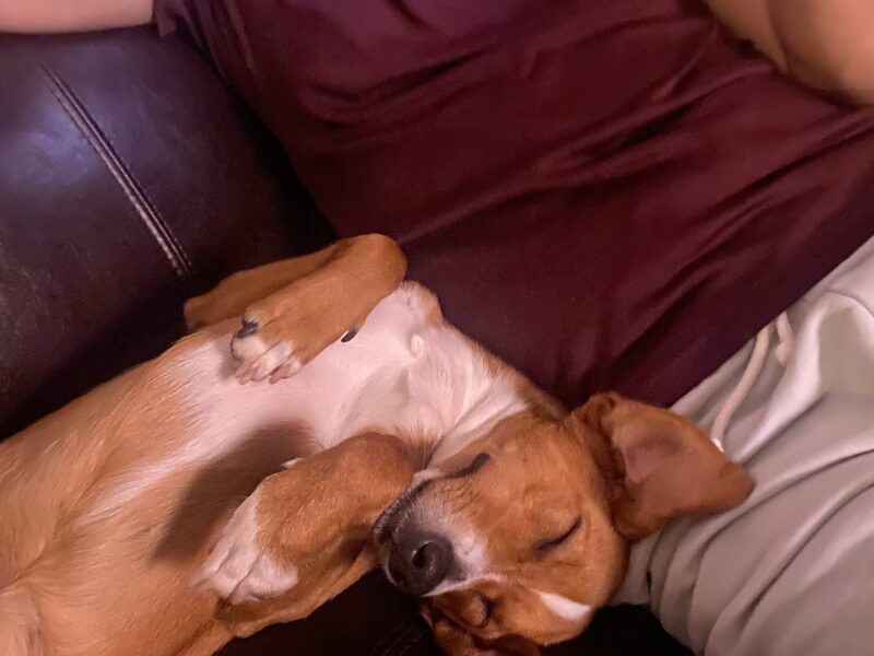 Zaginęła suczka Fela