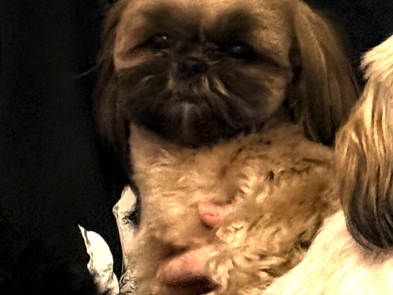 Zaginęła suczka Shih tzu