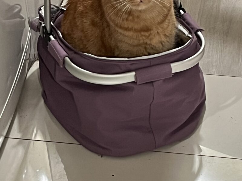 Gdańsk zaginął kotek Rysio