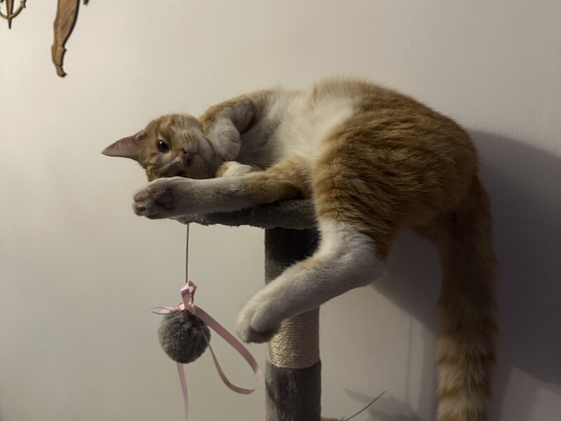 Zaginął kot Bedzio