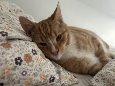 Zaginął kot Bedzio