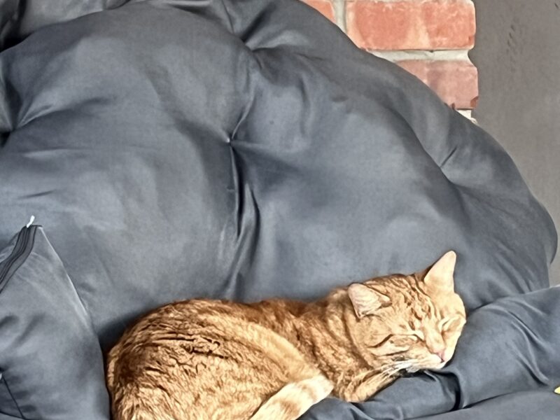 Gdańsk zaginął kotek Rysio