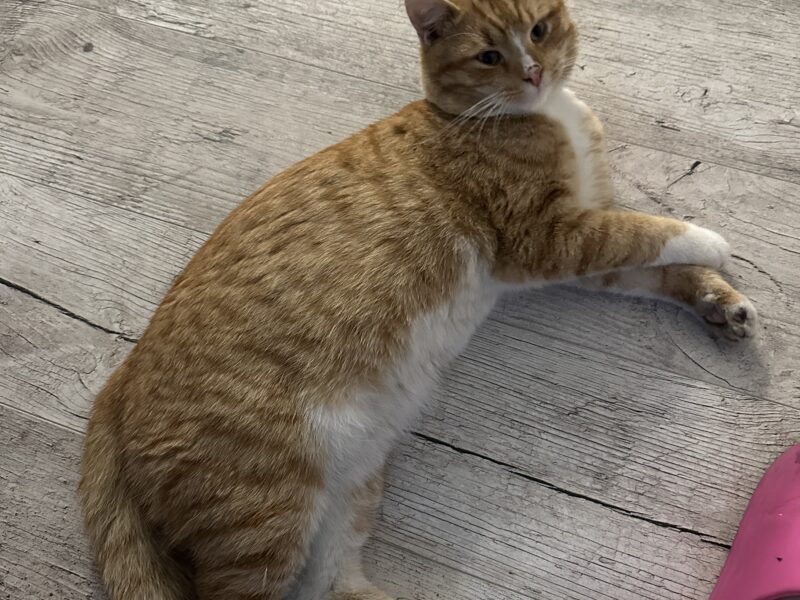 Zaginął kot Bedzio