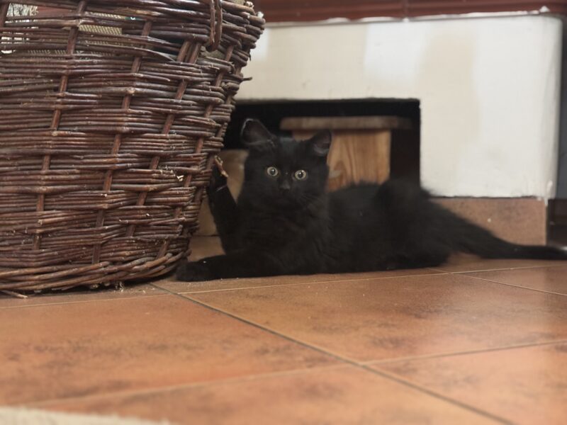 Zaginął kotek Magister