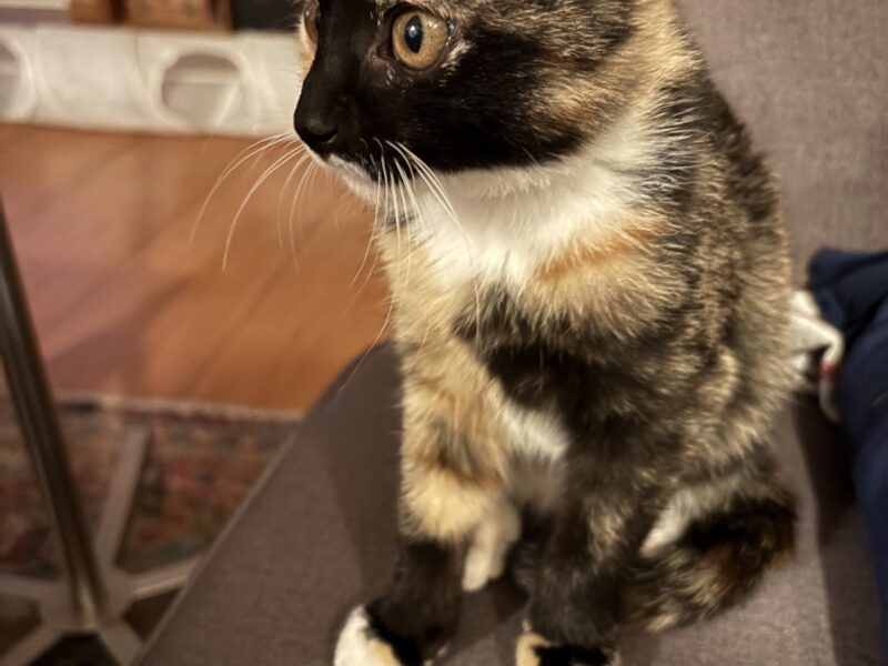 Whisky odnaleziona, czujny sąsiad z drabiną uratował koteckę 👍😍😘