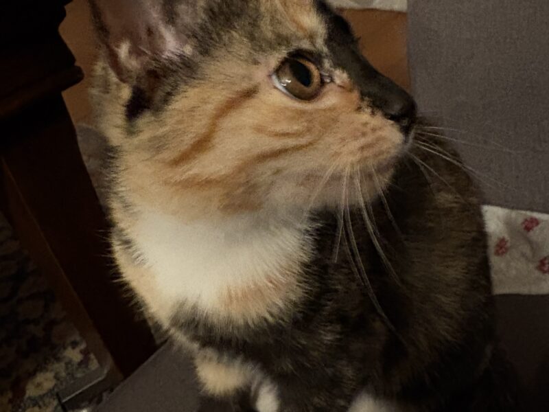 Whisky odnaleziona, czujny sąsiad z drabiną uratował koteckę 👍😍😘