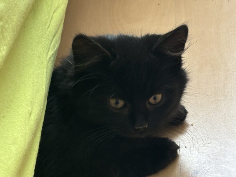 Zaginął kotek Magister