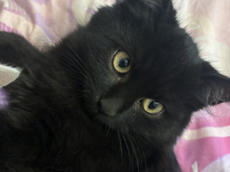 Zaginął kotek Magister