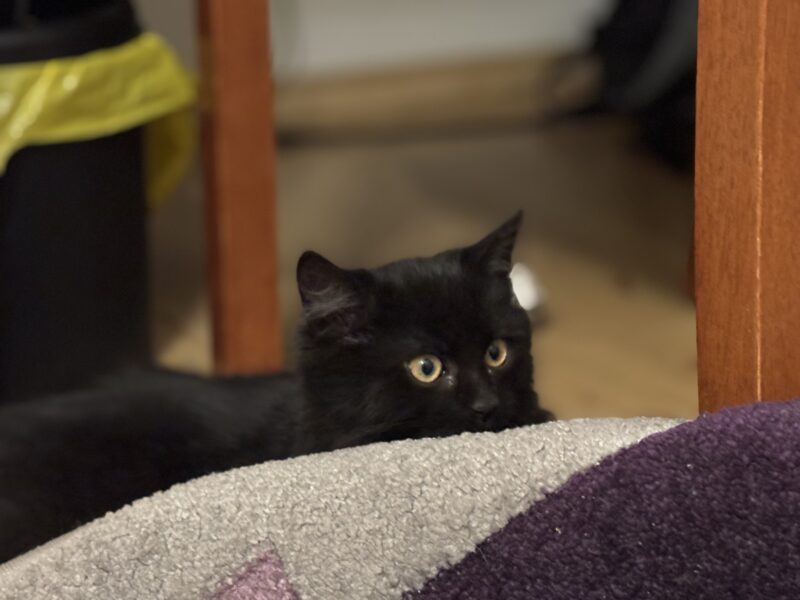 Zaginął kotek Magister