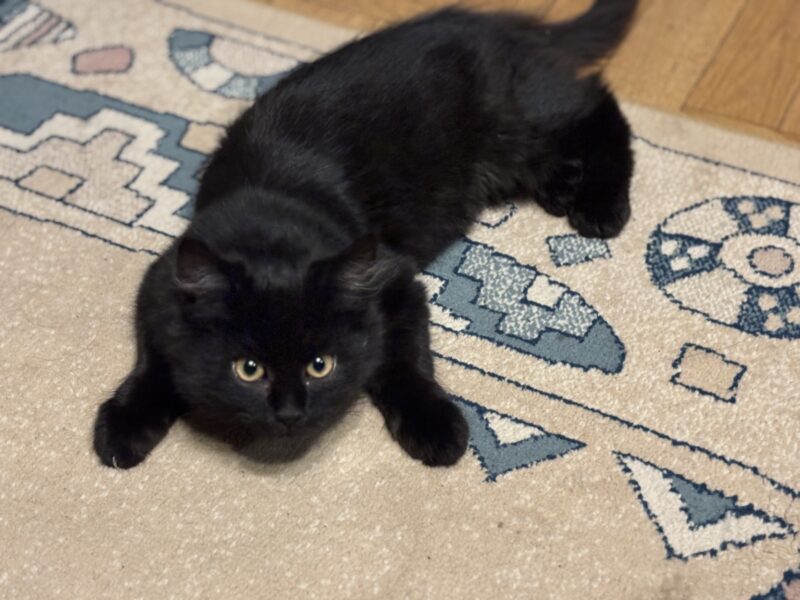 Zaginął kotek Magister