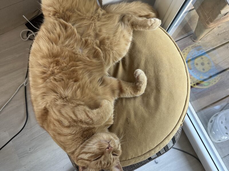 Gdańsk zaginął kotek Rysio