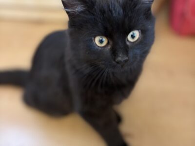 Zaginął kotek Magister