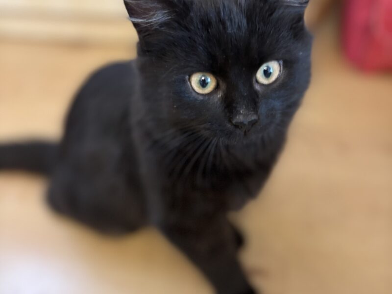 Zaginął kotek Magister