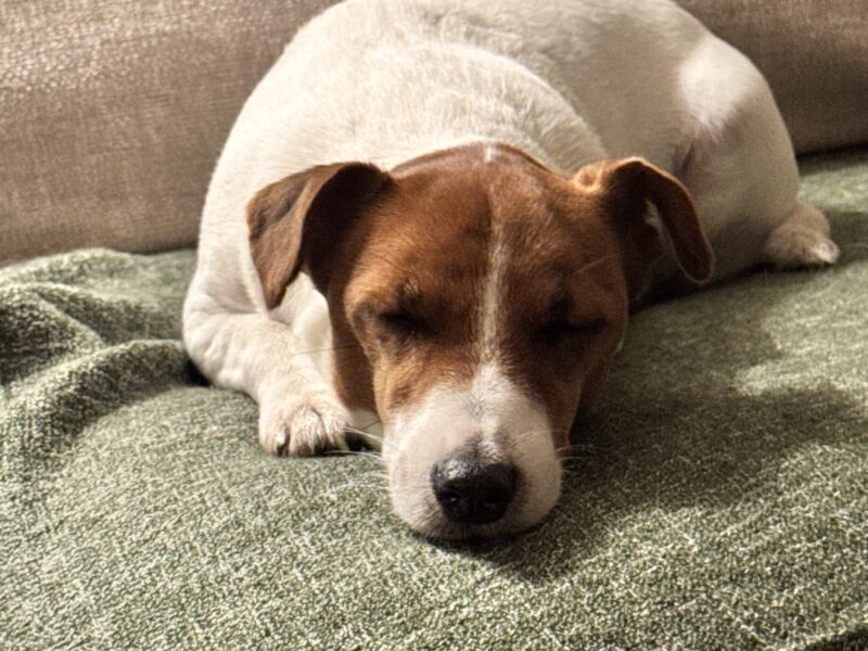 Zaginęła suczka JACK RUSSELL TERRIER