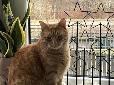 Gdańsk zaginął kotek Rysio