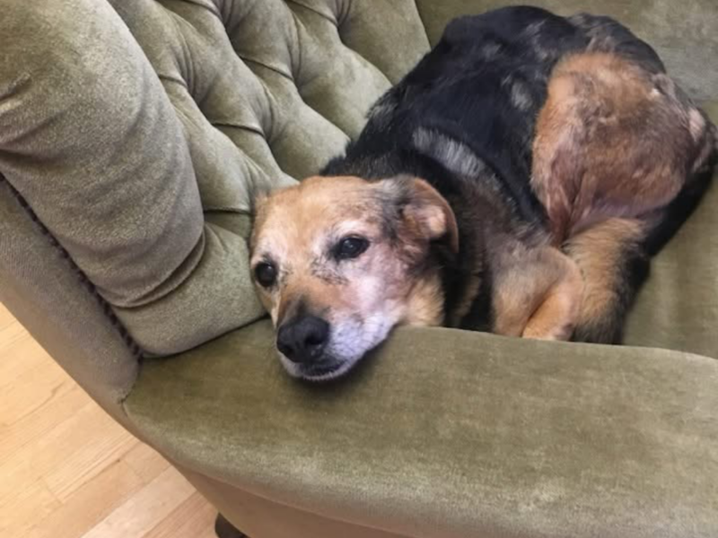 Zaginął pies Dyzio