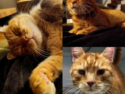 ZAGINĄŁ RUDY KOT! Kraków; Duża Góra