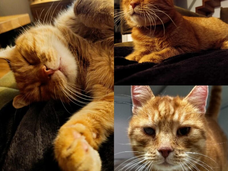 ZAGINĄŁ RUDY KOT! Kraków; Duża Góra