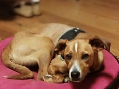 Zaginęła suczka Fela