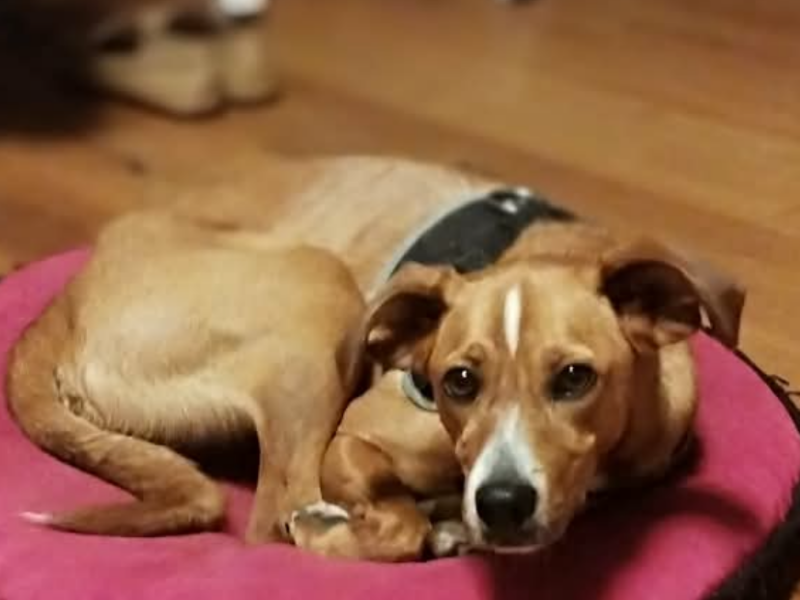 Zaginęła suczka Fela