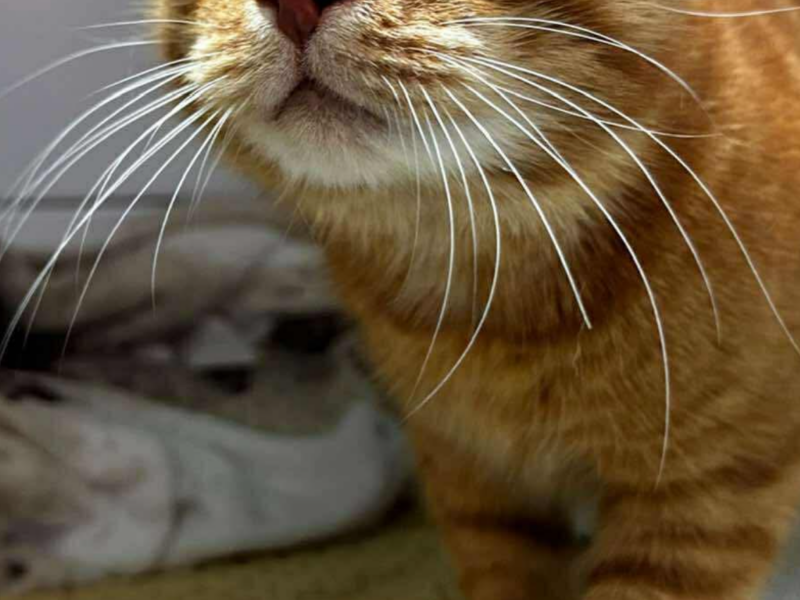 ZAGINĄŁ RUDY KOT! Kraków; Duża Góra