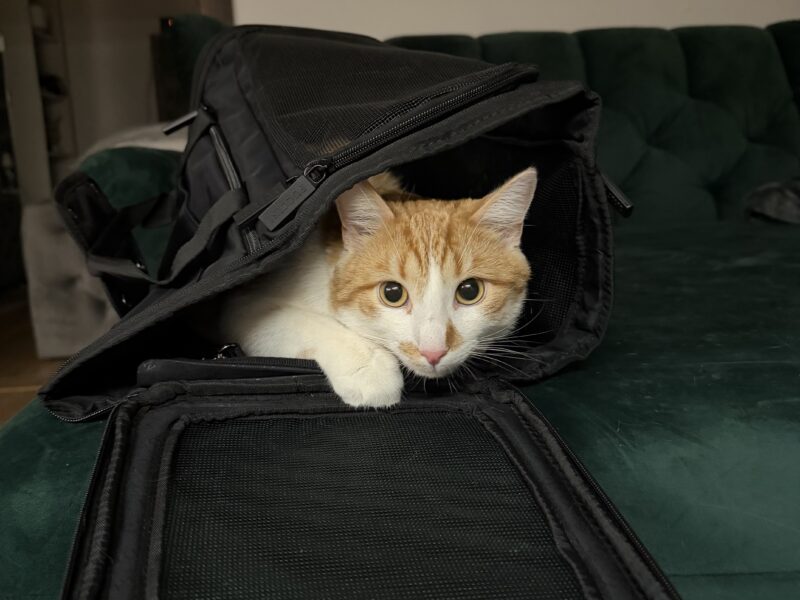 Zaginął rudo biały kotek Koszalin