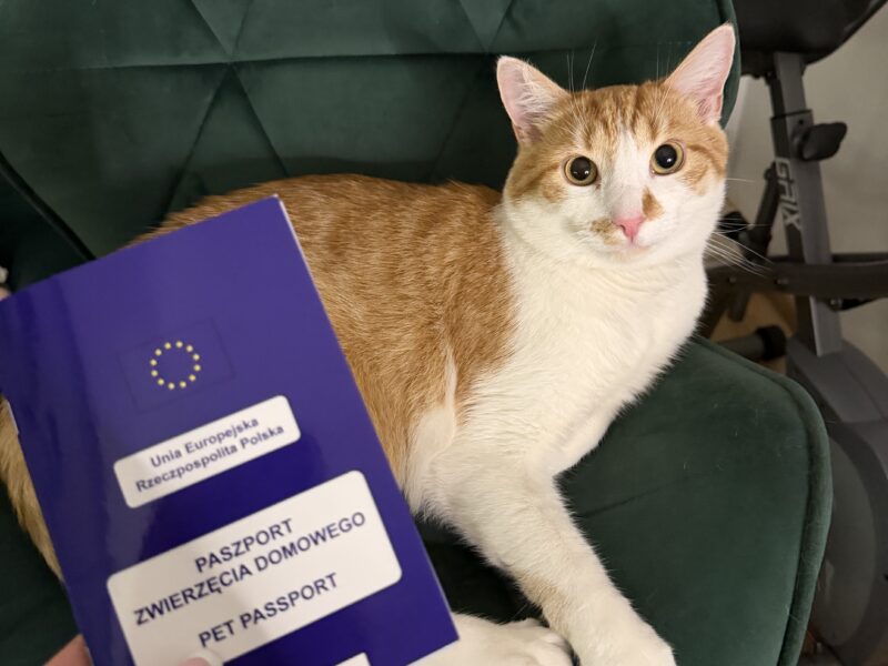 Zaginął rudo biały kotek Koszalin