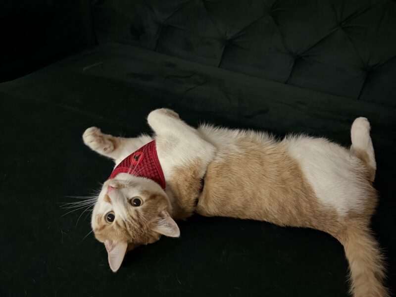 Zaginął rudo biały kotek Koszalin