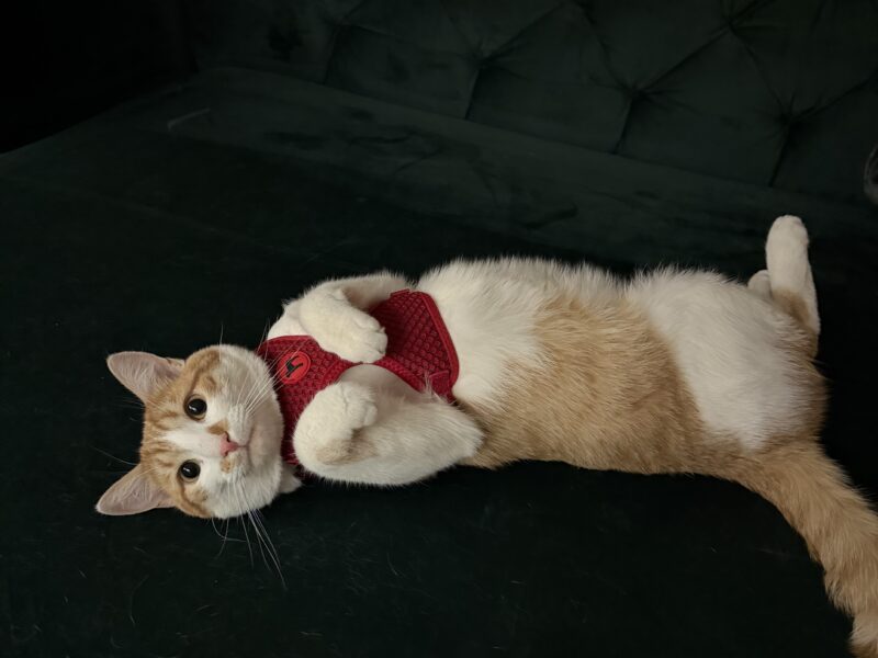 Zaginął rudo biały kotek Koszalin