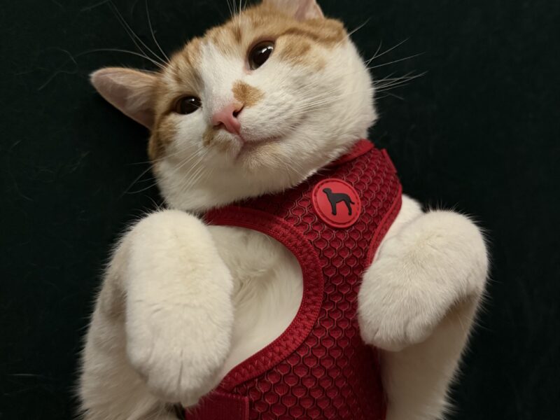 Zaginął rudo biały kotek Koszalin