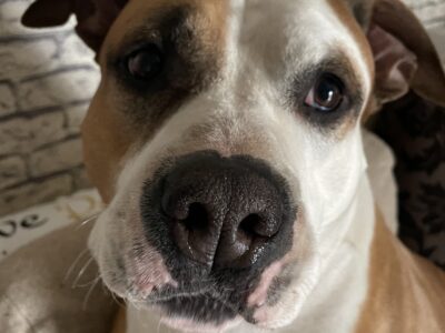 Zaginął Piesek Dragon