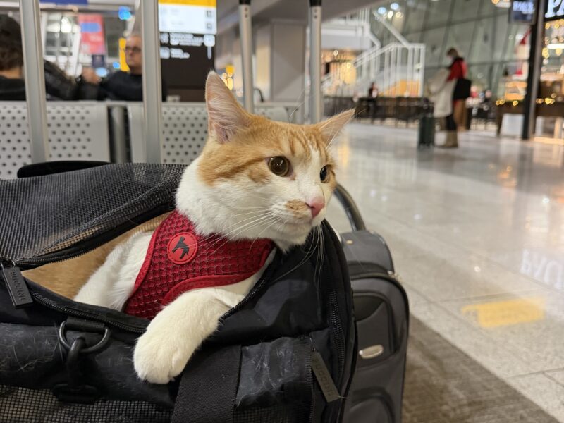 Zaginął rudo biały kotek Koszalin