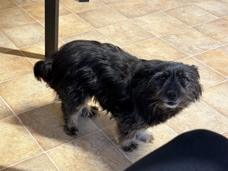 Zaginęła suczka Puśka !