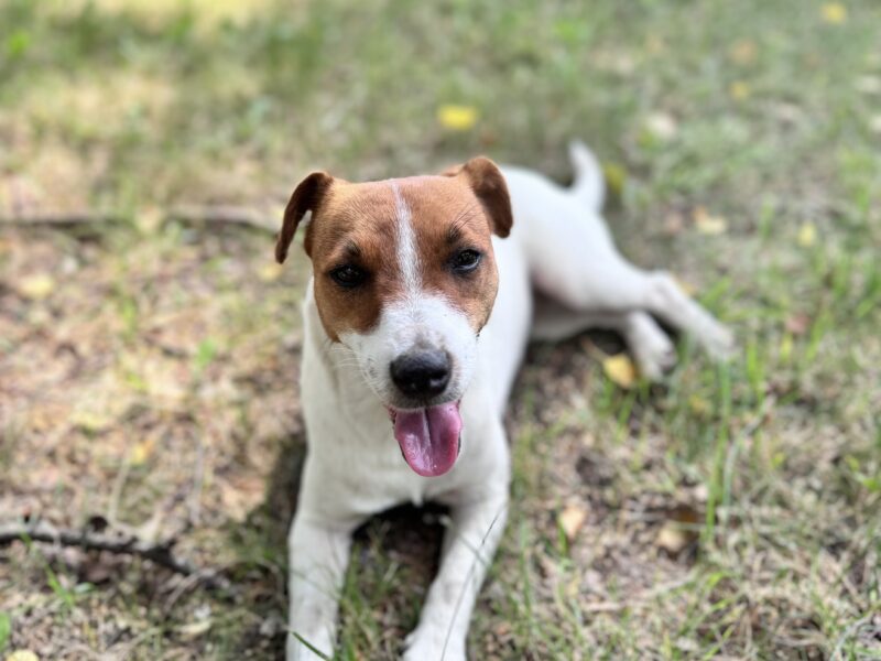 Zaginęła suczka JACK RUSSELL TERRIER