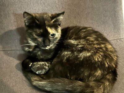 Zaginęła kotka w Koninku pod Poznaniem