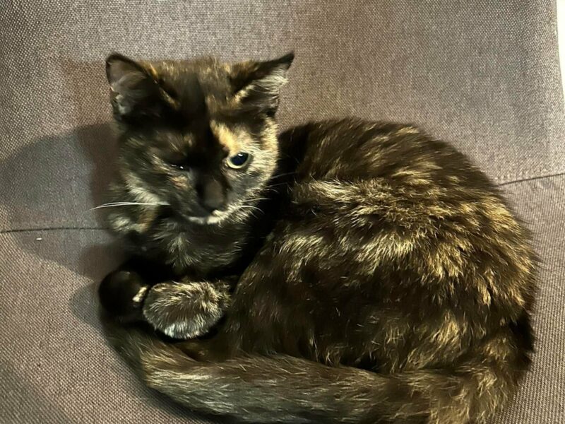 Zaginęła kotka w Koninku pod Poznaniem