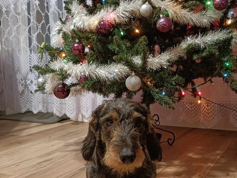 Zaginął Jamnik Floki