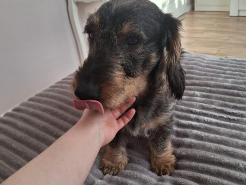 Zaginął Jamnik Floki