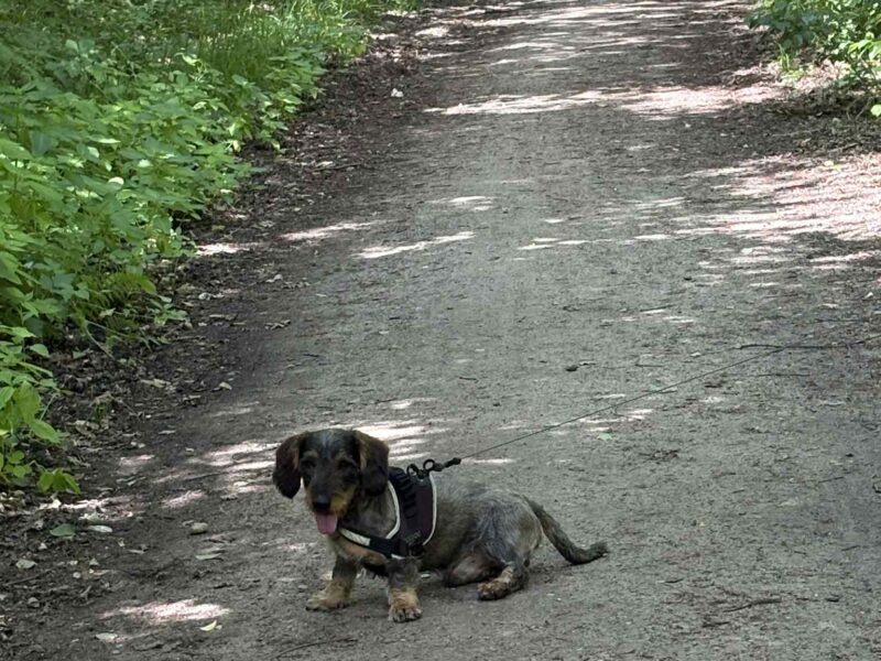 Zaginął Jamnik Floki
