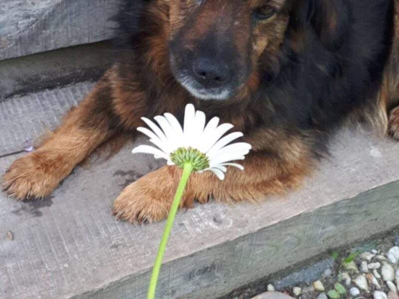 Zaginął piesek Bursztyn