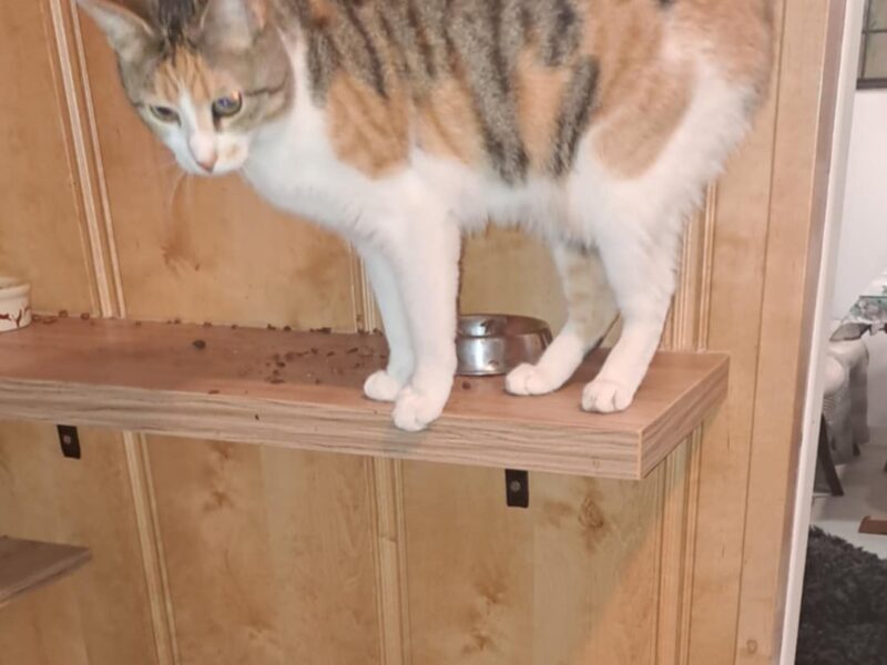 Zaginęła kotka Fruzia