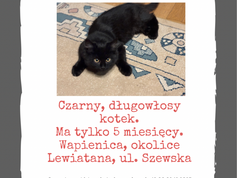 Zaginął kotek Magister